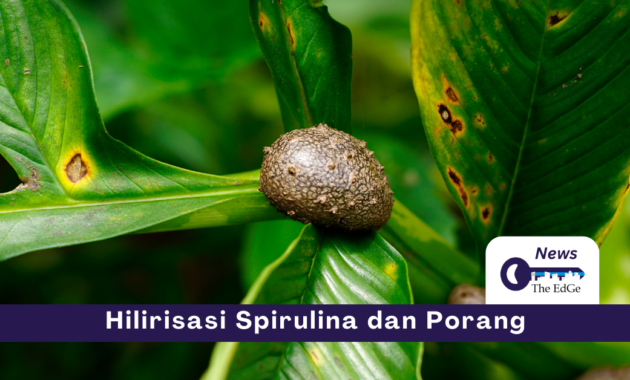 Hilirisasi Spirulina dan Porang - The EdGe