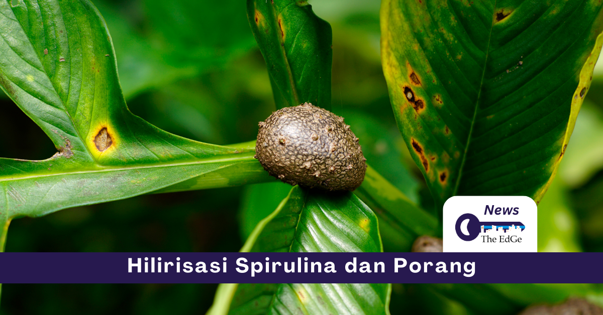 Hilirisasi Spirulina dan Porang - The EdGe