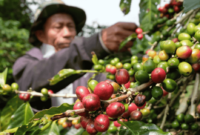 Ekspor Kopi Indonesia Menguat - The EdGe