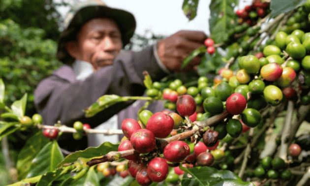 Ekspor Kopi Indonesia Menguat - The EdGe