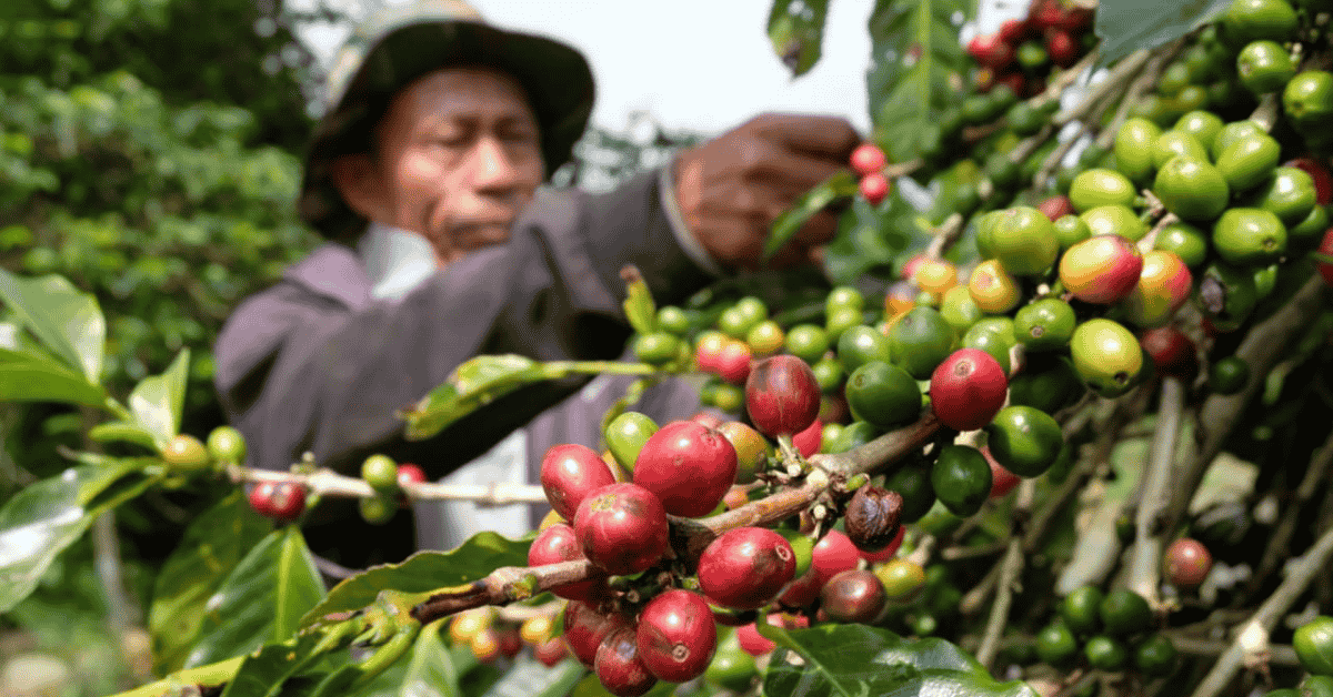 Ekspor Kopi Indonesia Menguat - The EdGe